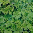 PARSLEY•