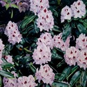 RHODODENDRON•